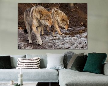 A pair of wolves