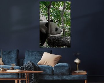 Beautiful Peaceful Bamboo Panda by Michael Semenov