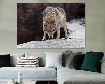 A beautiful and strong female wolf