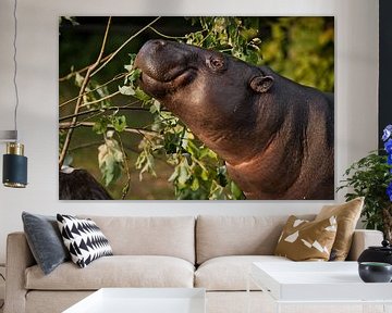 Close-up snuit van een dwergnijlpaard van Liberiaanse afkomst van Michael Semenov