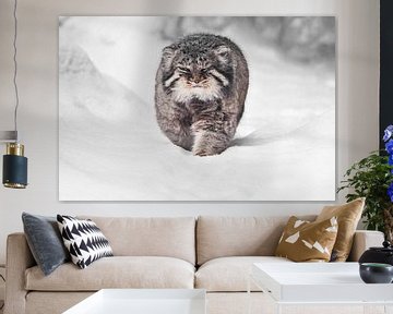 wrede pluizige wilde kattenmanoeuvre op witte sneeuw van Michael Semenov