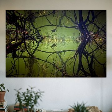 jeune brochet dans la réflexion entre les racines des arbres