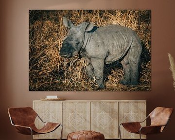 Baby white-rhinoceros boy (wide-lipped rhinoceros) by Pepijn van der Putten