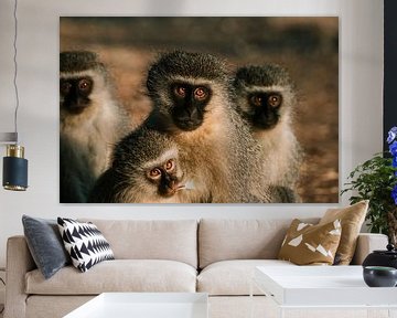 Family of Monkeys by Pepijn van der Putten