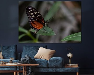 Vlinder van Eerensfotografie Renate Eerens