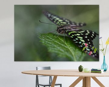 Vlinder groen van Eerensfotografie Renate Eerens