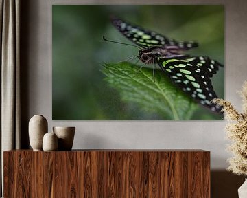 Vlinder groen van Eerensfotografie Renate Eerens