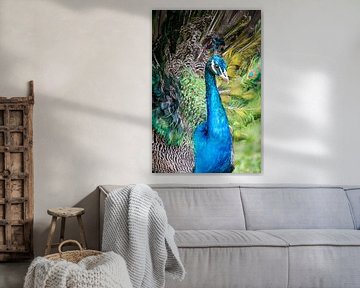 Peruvian peacock by Eerensfotografie Renate Eerens