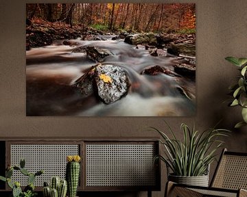 La rivière Hoëgne dans les Ardennes sur AGAMI Photo Agency