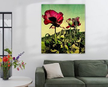 opium poppy by Kiki De Kock