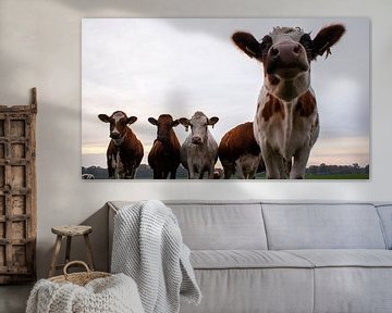 curious cows by Liv Jongman