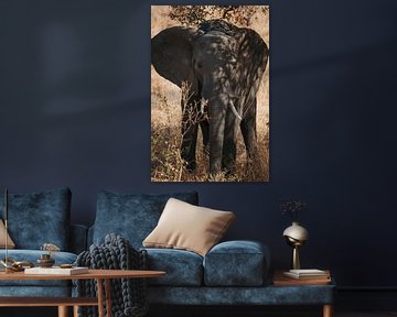 Elephant looking for some shade by Pepijn van der Putten