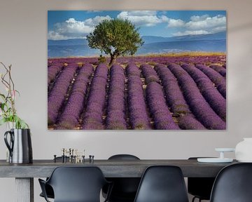 Lavender field in Provence by Uwe Merkel