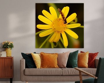 Une belle guêpe sur une fleur jaune