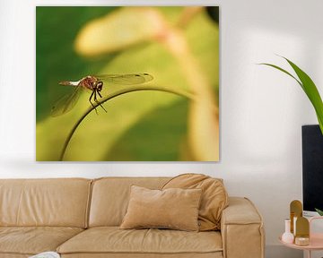 Fiole à ventre plat (Libellula depressa)