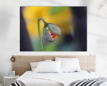 Une sorte de coquelicot en bouton