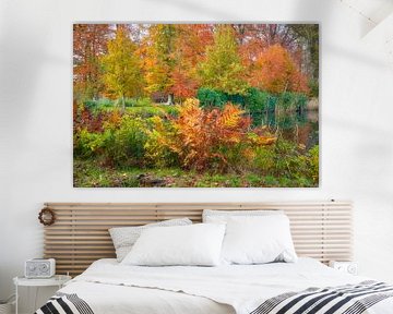 Une fougère forestière aux couleurs de l'automne sur eric van der eijk