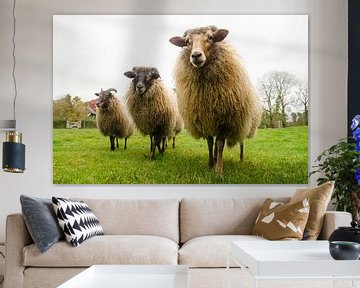 # Sheep sur Jeroen Smit