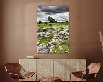 Tree in the limestone landscape of The Burren, Ireland. by Hans Kwaspen