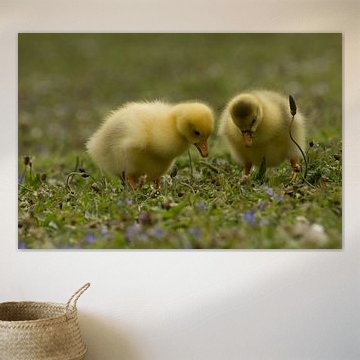 Twee gele jonge eendjes in het gras