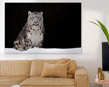 léché. Le léopard des neiges est un puissant et beau prédateur dans la neige contre une grotte roche sur Michael Semenov