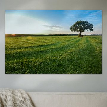 Grand arbre dans le champ