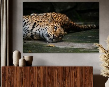 Fauler Leopard von Jeroen Pol