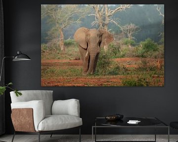 Elephant in the Kruger Park by Petra Lakerveld