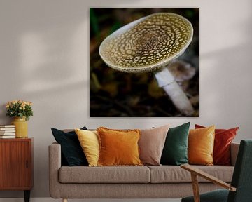 Grey spotted amanita mushroom by Ellen de Ridder