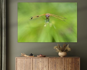 Libelle | Viervlek libelle in het groen van Servan Ott