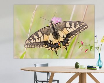 Vlinders en libellen  | Koninginnepage tussen de bloemen van Servan Ott