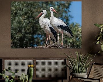 Two adult storks Ciconiidae standing on a large nest by Tonko Oosterink