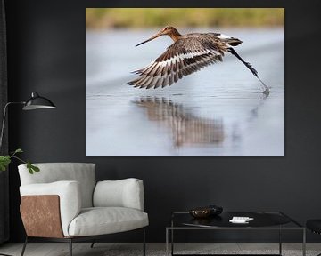 Vögel | Ein Uferschnepfe fliegt aus dem Wasser von Servan Ott