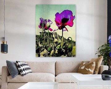 opium poppy by Kiki De Kock