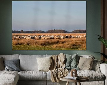 Schafe auf dem Hijkerveld von Meint Brookman