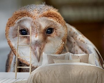 Kerkuil van Johan Vet