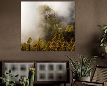 Fog forest II van Steven Driesen