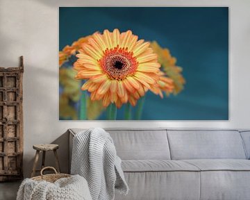 Gerbera Flower Orange - Asteraceae by Christel Bekkers