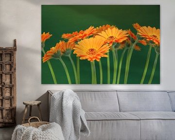 Fleurs de Gerbera Orange - Asteraceae sur Christel Bekkers