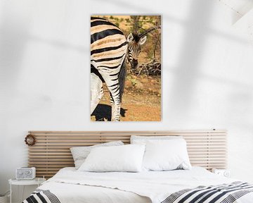 Zebra jong zoekt bescherming bij de moeder van Peter Leenen