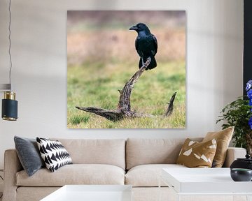 Raven on the lookout by Bob de Bruin