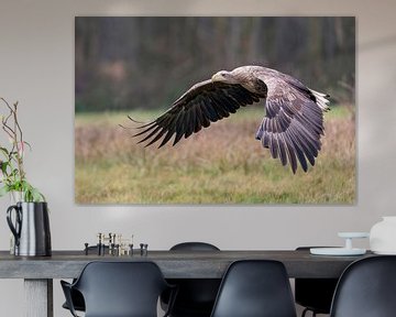 Weißkopfseeadler im Flug von Bob de Bruin