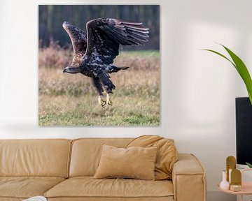 Aufsteigender Seeadler von Bob de Bruin