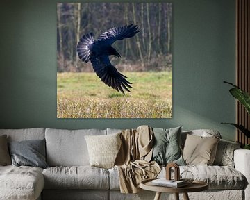 Raven in flight by Bob de Bruin