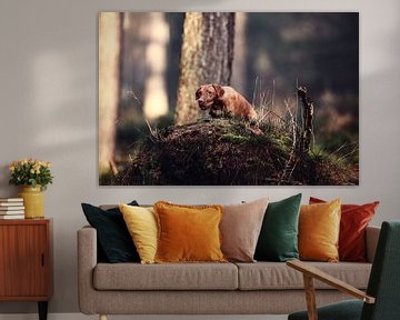 Determined - The Focus of a Vizsla