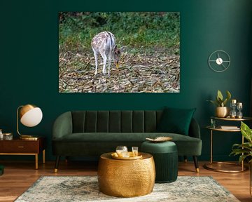 Fallow deer by Johan Ooghe