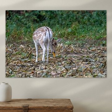 Fallow deer