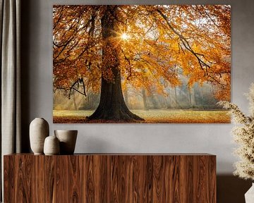 Herbstfarben im Wald von Original Mostert Photography