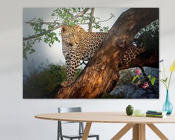 Luipaard in een boom van Petra Lakerveld