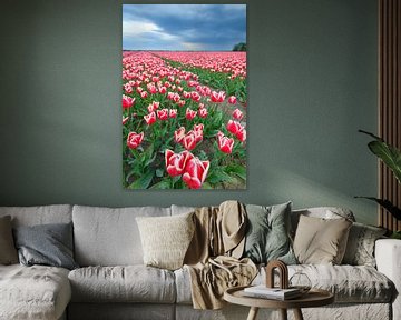 Bloeiende rode en roze tulpen in een veld van Sjoerd van der Wal
